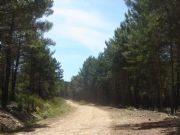 Camino entre pinares. Sierra de la Culera. Alsite, Zamora